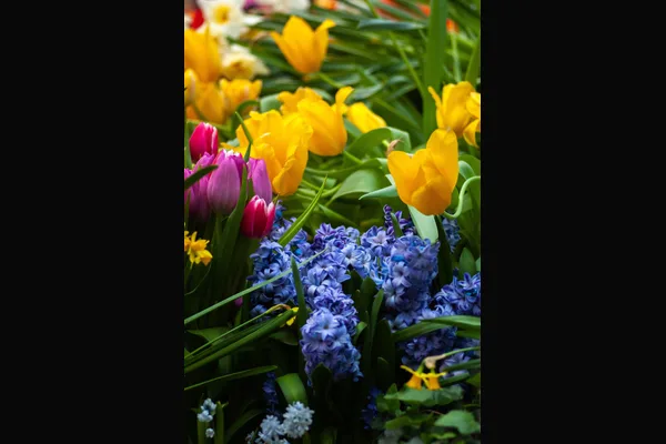 Blooms by Marie