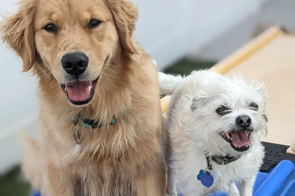 Pupstars Pet Care