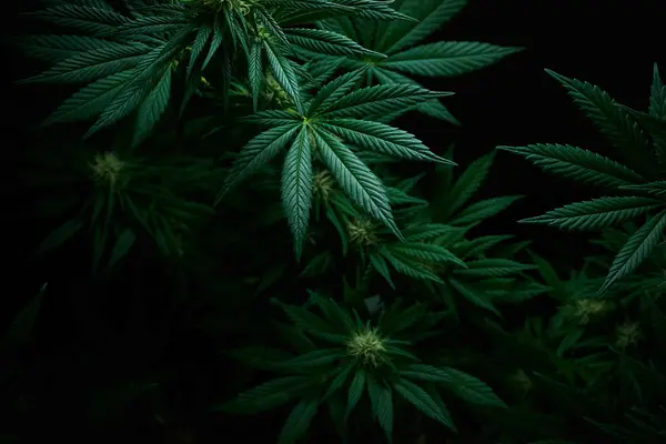 Simply Pure Marijuana Dispensary